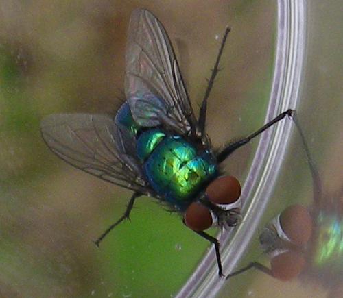 Lucilia sp.